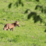 renard